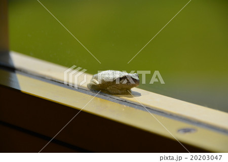 カエル 20203047