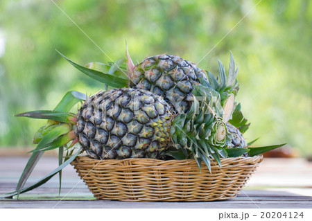 Tropical pineapple fruits in the garden 20204124