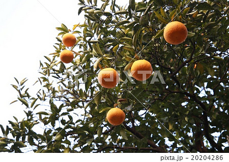 ナツミカン ナツミカン 20204286