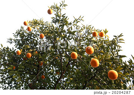 ナツミカン ナツミカン 20204287