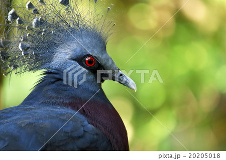 Victoria crowned pigeon in zoo 20205018