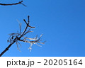 樹氷 20205164