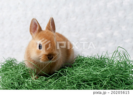 うさぎ うさぎ 20205615
