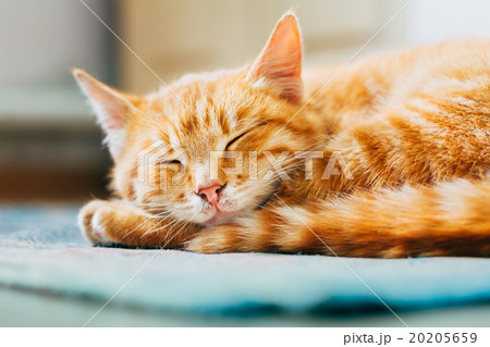 Close up of Small Peaceful Orange Red Tabby Cat Close up of Small Peaceful Orange Red Tabby Cat 20205659