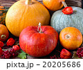 bright pumpkins 20205686