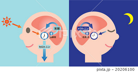 体内時計と睡眠のイラスト素材 6100