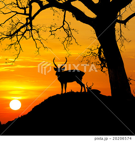 Silhouette of deer with tree against sunset 20206574