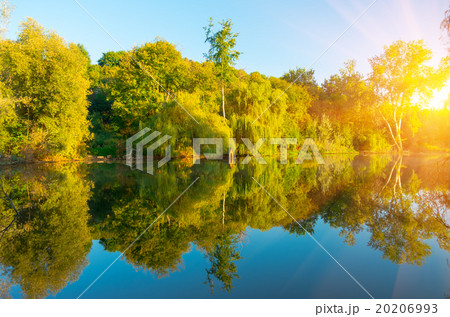 trees over the lake trees over the lake 20206993