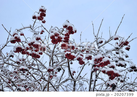 The viburnum Bush with red berries with snow 20207399