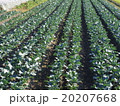 キャベツ畑　 20207668