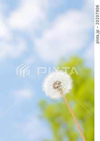たんぽぽと青空 たんぽぽと青空 20207806
