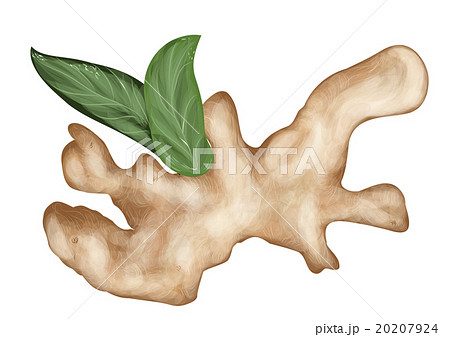 Ginger isolateed on white Ginger isolateed on white 20207924