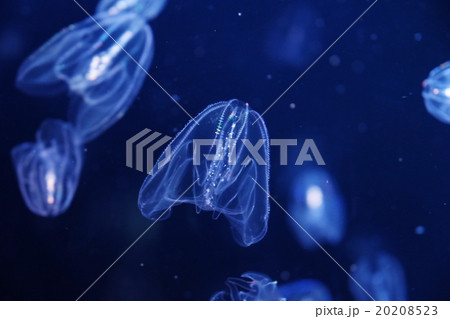 カブトクラゲ 20208523