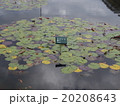 スイレン 20208643