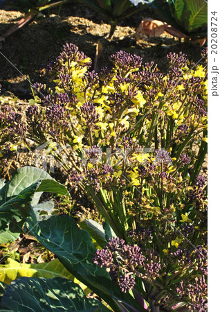 カリフラワー 花と蕾の写真素材 8724