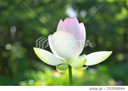 京都のハス 20209084