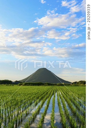 讃岐富士と水田 讃岐富士と水田 20209339