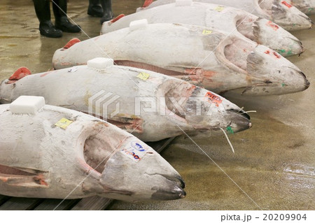 築地　本マグロ 20209904