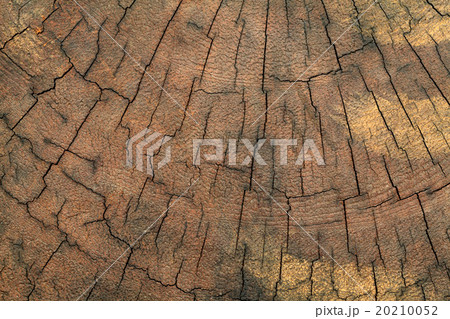 old tree stump texture background old tree stump texture background 20210052