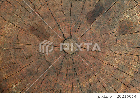 old tree stump texture background old tree stump texture background 20210054