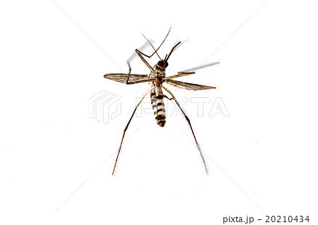 dead mosquito on white background 20210434