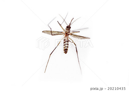 dead mosquito on white background 20210435