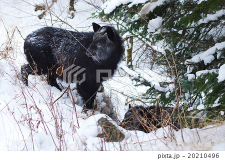 ニホンカモシカ ニホンカモシカ 20210496