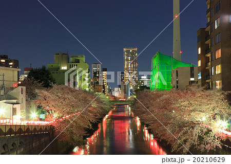目黒川 桜まつり 夕景 ふれあい橋の写真素材 20210629 Pixta