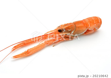 イタリアン料理の食材、手長海老、スキャンピ(スカンピ)・アカザエビ(和名)。 イタリアン料理の食材、手長海老、スキャンピ(スカンピ)・アカザエビ(和名)。 20210642