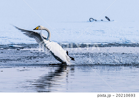 白鳥の着水 20210693