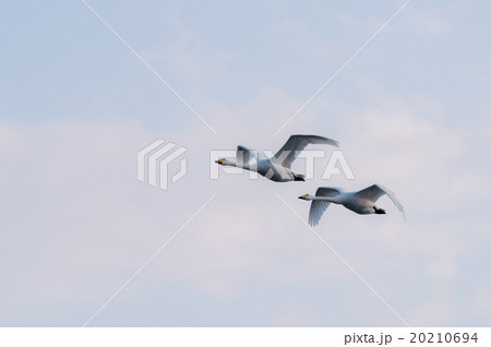 つがいの白鳥 20210694