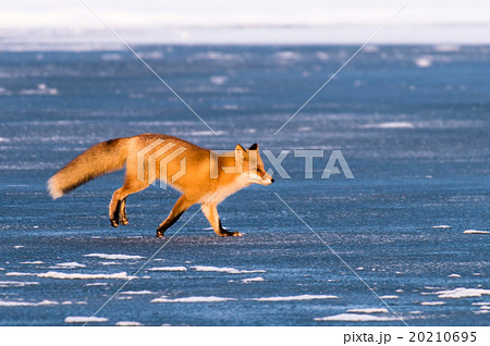湖面を歩くキタキツネ 20210695