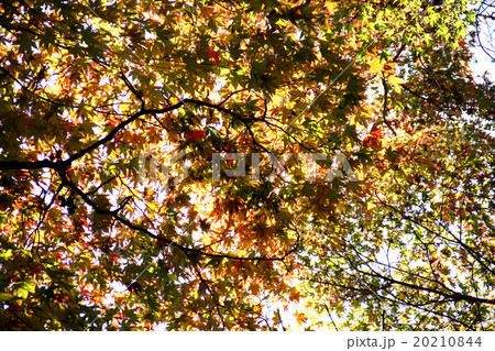 紅葉 紅葉 20210844