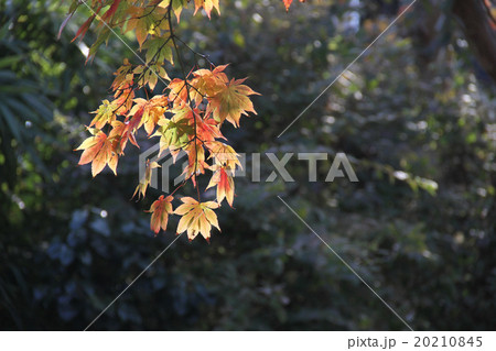 紅葉 紅葉 20210845