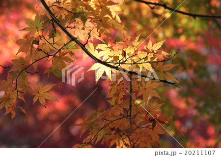 紅葉 20211107