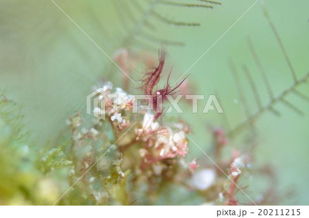 フィコカリス　シムランス 20211215