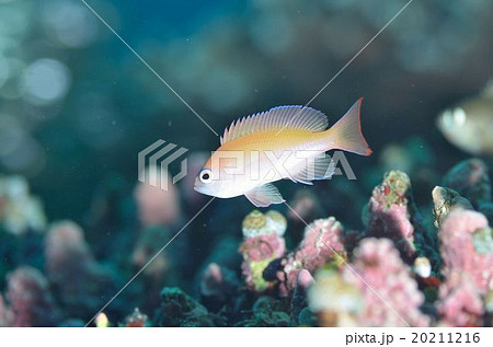 ケラマハナダイyg ケラマハナダイyg 20211216