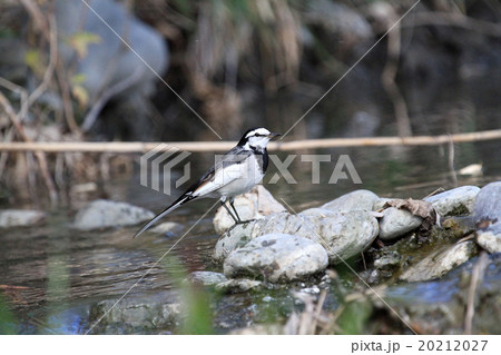 ハクセキレイ 20212027