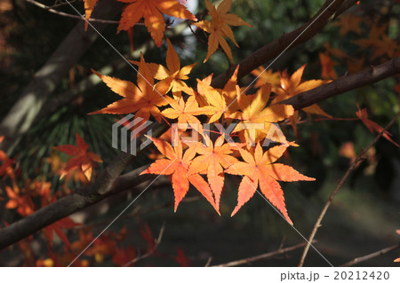 紅葉 紅葉 20212420
