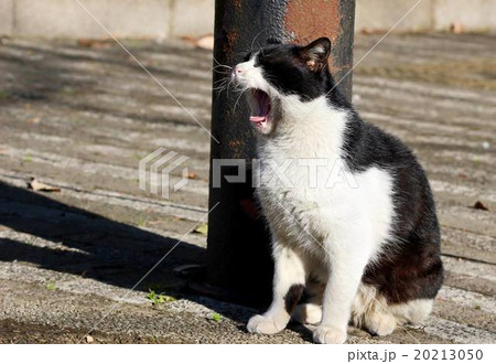 毎日が日曜日 20213050