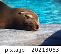 カリフォルニアアシカ（上野動物園） 20213083