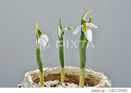 スノードロップ 20213091