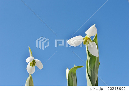 スノードロップと青空 スノードロップと青空 20213092