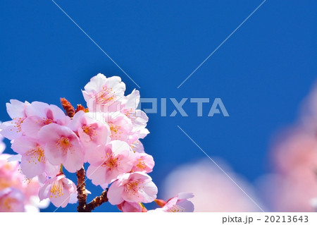 青空に咲く寒桜 20213643