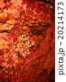 美しい紅葉 20214173