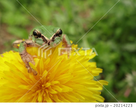 かわいい あまがえる たんぽぽとアマガエル 花と蛙 ニホンアマガエルの写真素材