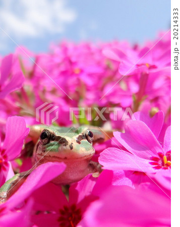 芝桜とあまがえる かわいい蛙 花と蛙 ニホンアマガエル 北海道の蛙の写真素材
