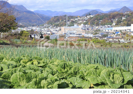 河岸段丘…沼田市の小さな畑 20214341