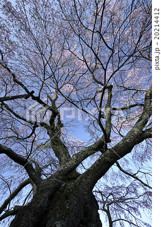 不動桜/福島県 郡山市 不動桜/福島県 郡山市 20214412