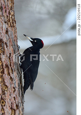 冬のクマゲラ 20214418